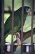 Green parrot  in Dominican republic