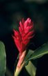 Torch Ginger red flower - Dominican republic