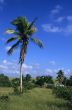 Palm tree in Dominican republic countryside