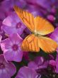 orange albatross resting on queen anne`s lace