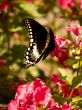 fluttering swallowtail butterfly