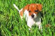 Puppy in the grass