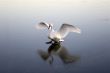 Swan Icing