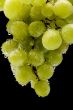grapes in water on black closeup