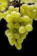 grapes in water on black