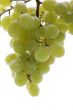 grapes in water on white background