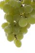 grapes in water on white