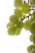 Green grapes in water closeup