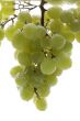 Green grapes in water