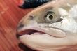 Head of a salmon
