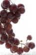 Red grapes in water on white