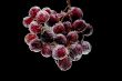 grapes on black background close up
