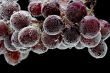 grapes on black background macro