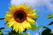 Sunflower and blue sky