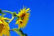 Sunflower and blue sky