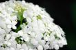 Background of white hydrangea blossoms