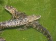 Two Alligators