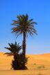 palm tree on desert