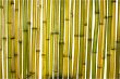 trunks of bamboo