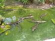 Alligator