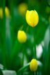 Yellow tulips in the Keukenhof Park