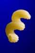 Dry pasta on blue macro