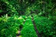 Path in the wood