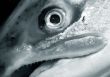 Fresh salmon