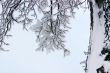 Branches in snow