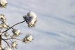 Fur-tree in snow