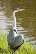 Wildlife - birds