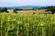 Sunflower field