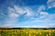 Summer fields