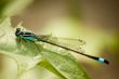 Blue dragonfly