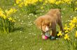 Toller puppy