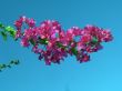 Bougainvillea Violet Flowers