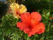 Hibiscus flowers red and yellow