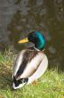 Mallard