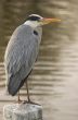 Grey heron