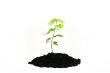 Tree green