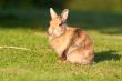 Small rabbit on grass