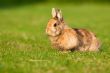 Small rabbit on grass