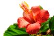 Red hibiscus blooming