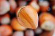 One big hazelnut in focus