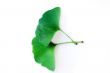 ginkgo biloba leaf