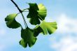 Ginkgo biloba leaf on the blue background.
