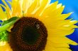 Sunflower and blue sky