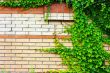 Ivy on brick wall. Green ivy on the wall.