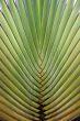 Close up of big palm tree leaf