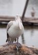 Pelican stands on a tree-trunk